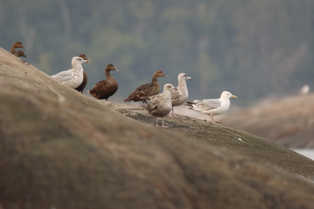 Common Eider - ML639750298