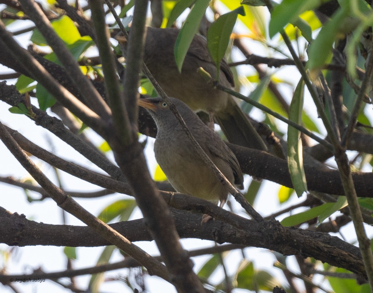 Jungle Babbler - ML639750301
