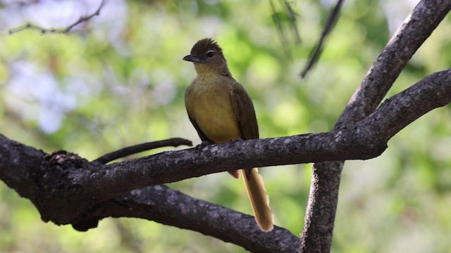 Yellow-bellied Greenbul - ML639750303