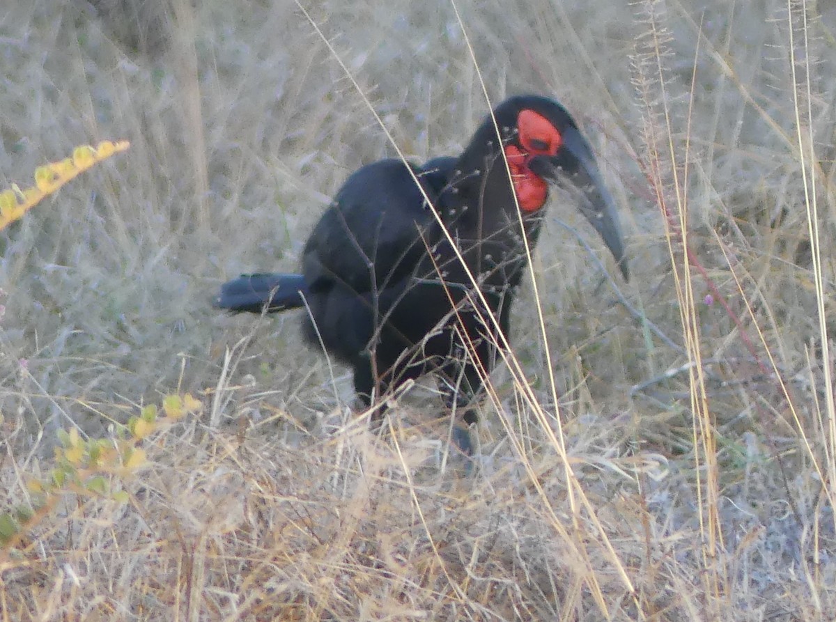 Southern Ground-Hornbill - ML639750304