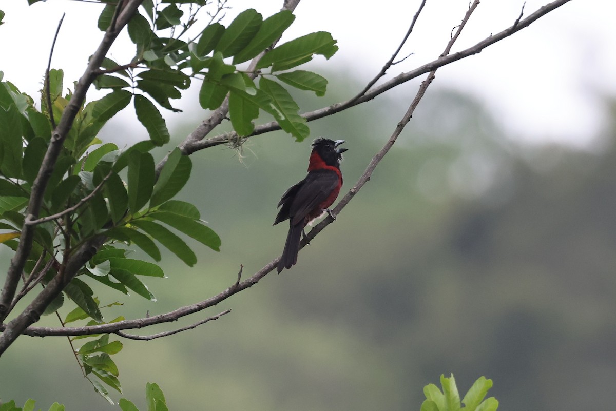 Crimson-collared Grosbeak - ML639750330