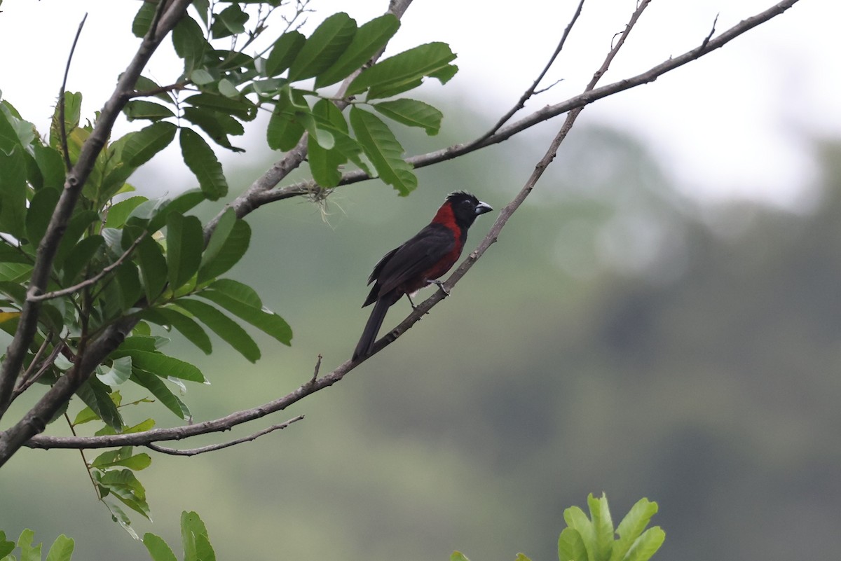 Crimson-collared Grosbeak - ML639750331