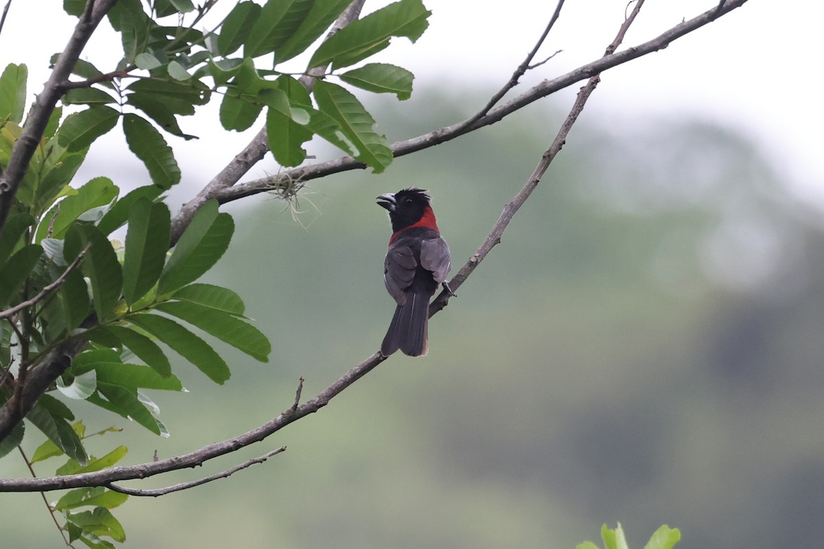 Crimson-collared Grosbeak - ML639750332