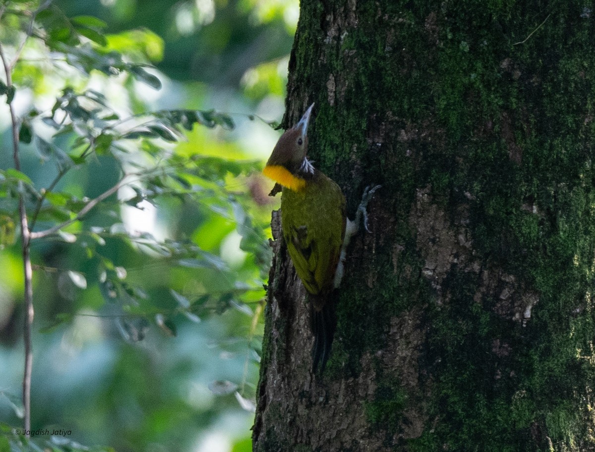 Greater Yellownape - ML639750385