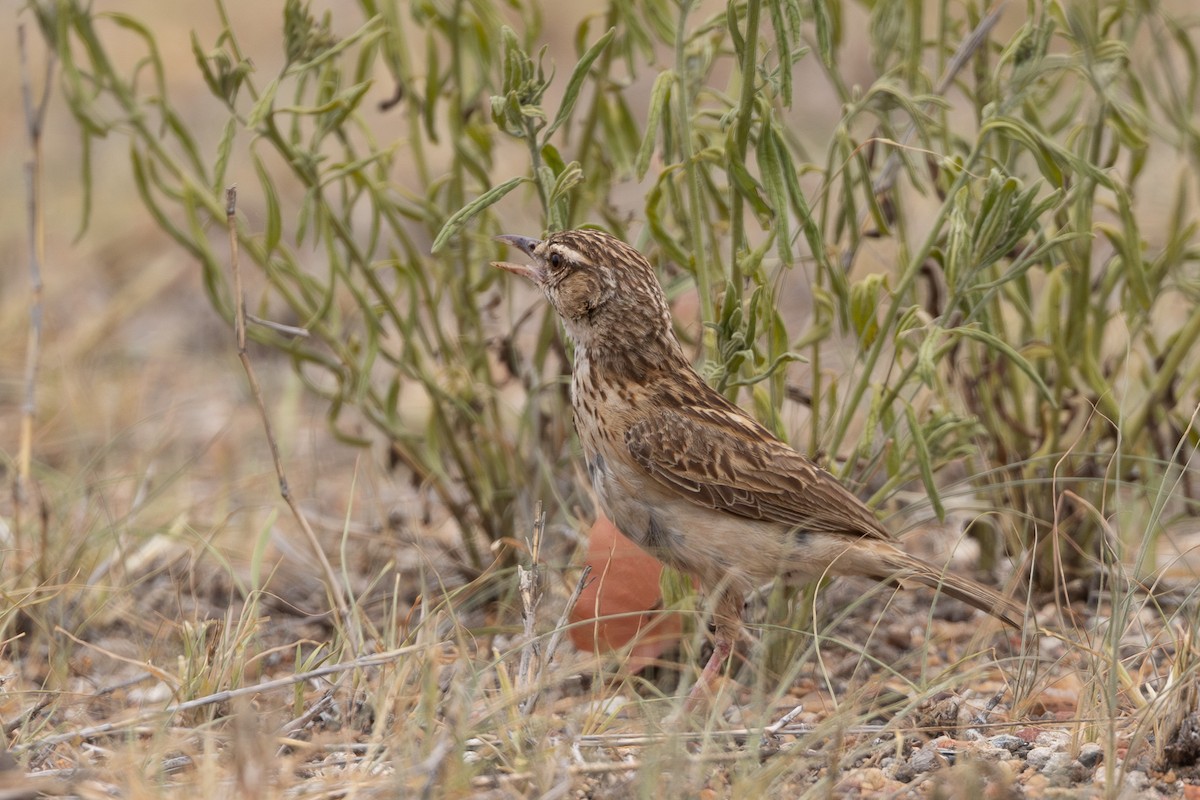Sabota Lark - ML639750556