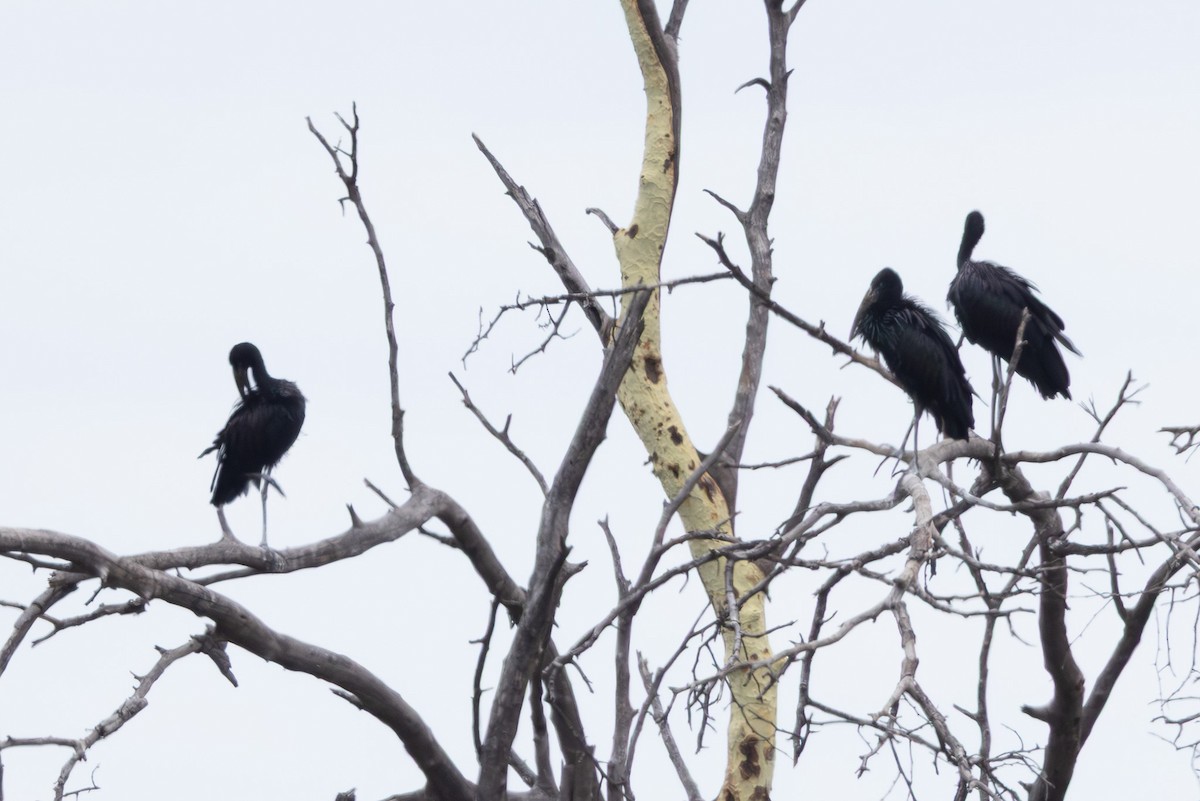 African Openbill - ML639750557
