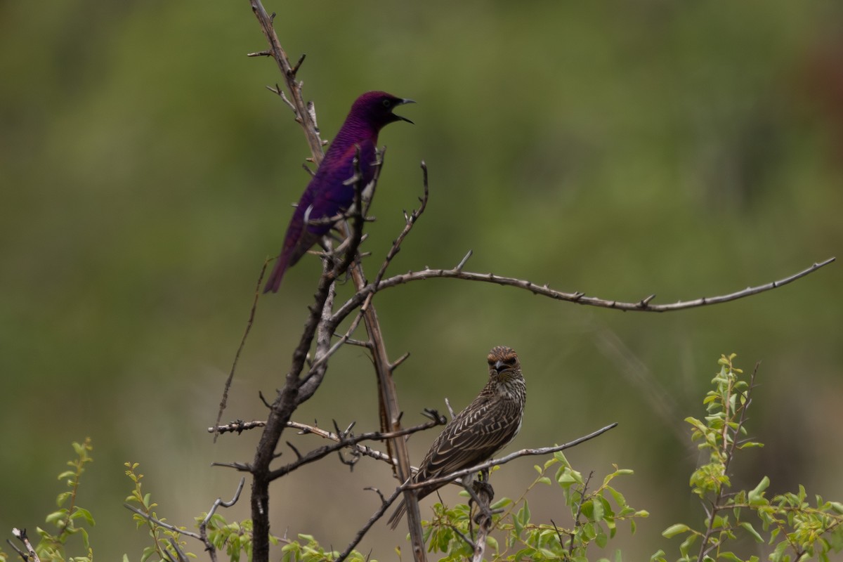 Violet-backed Starling - ML639750561