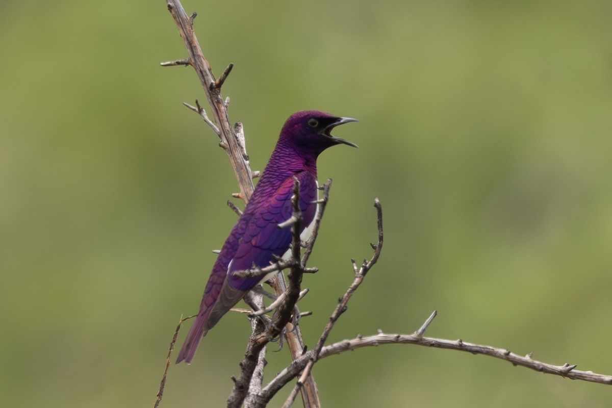 Violet-backed Starling - ML639750566