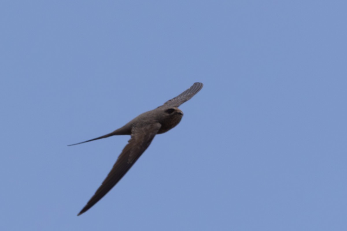African Palm Swift - ML639750570