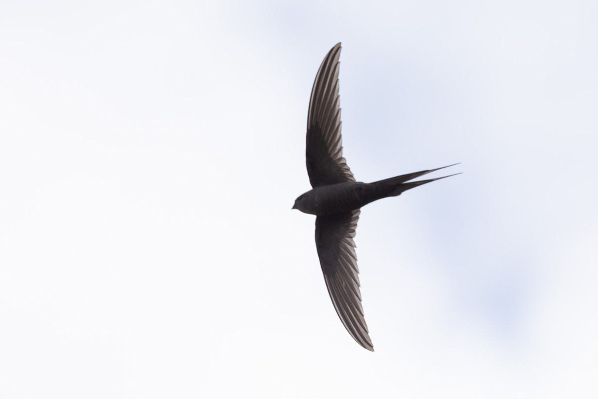 African Palm Swift - ML639750571