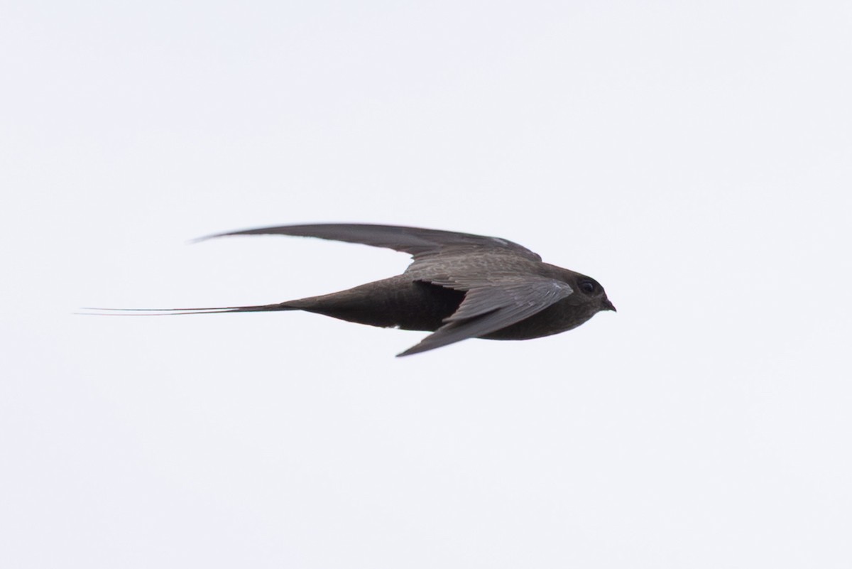 African Palm Swift - ML639750575