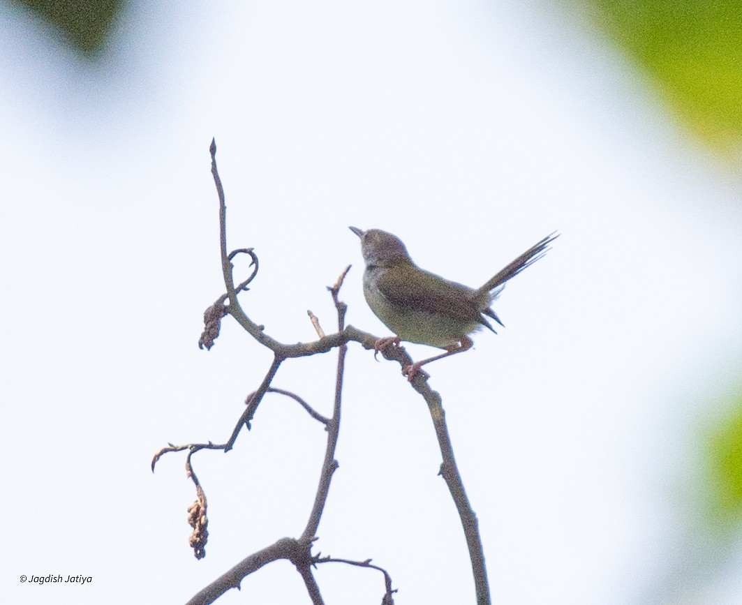 Common Tailorbird - ML639750577