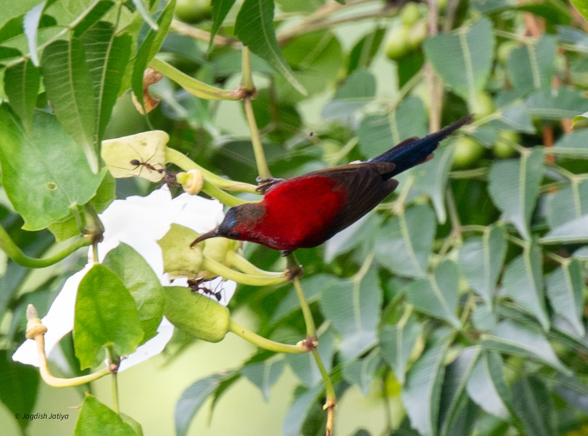 Crimson Sunbird - ML639750610