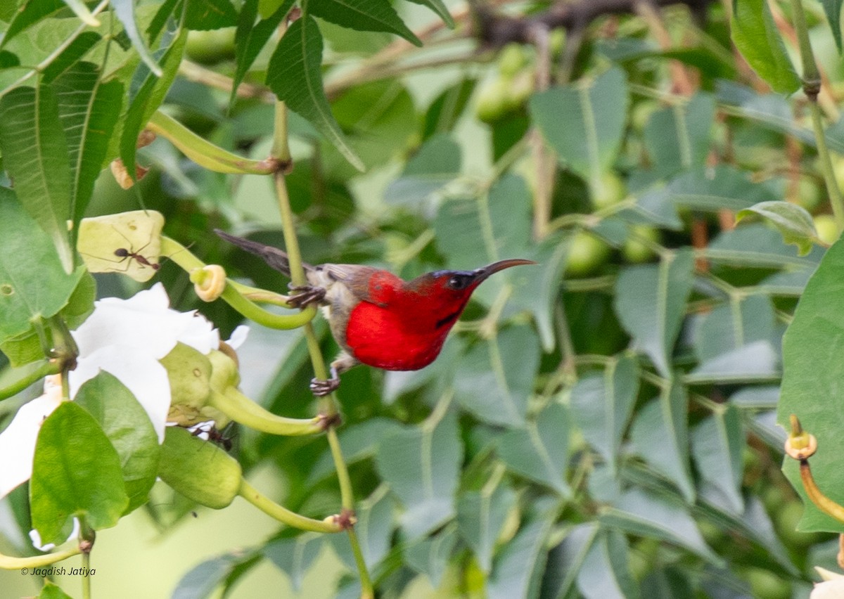 Crimson Sunbird - ML639750611