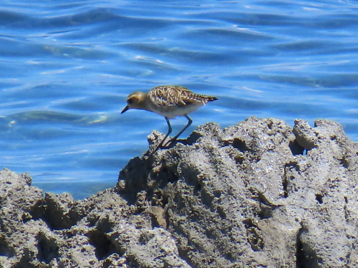 Pacific Golden-Plover - ML639750717