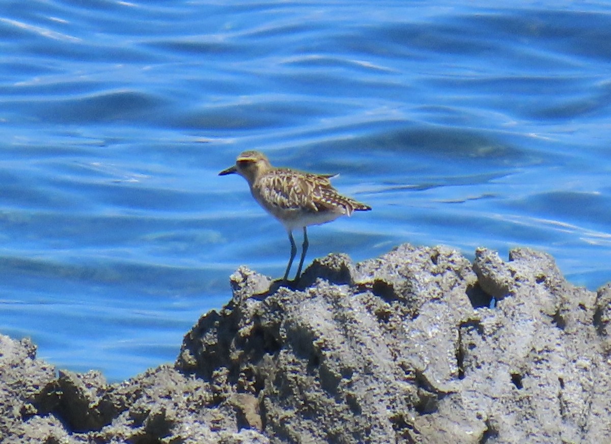 Pacific Golden-Plover - ML639750732