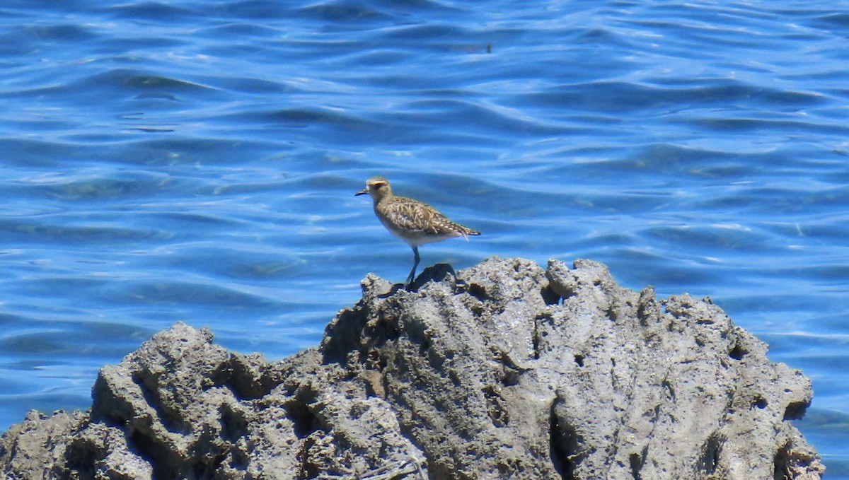 Pacific Golden-Plover - ML639750735