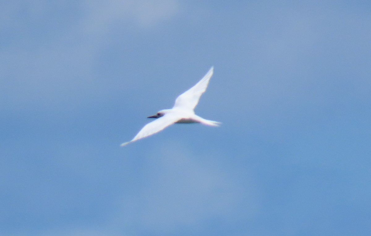 White Tern - ML639750736
