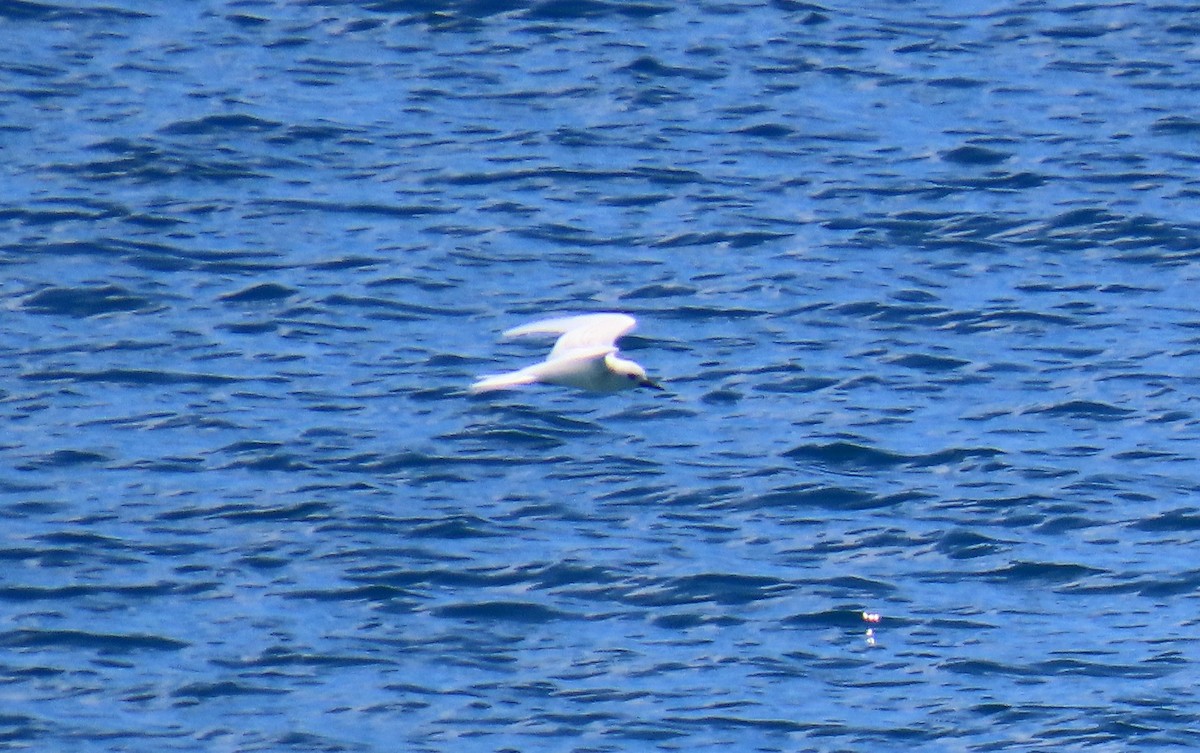 White Tern - ML639750737