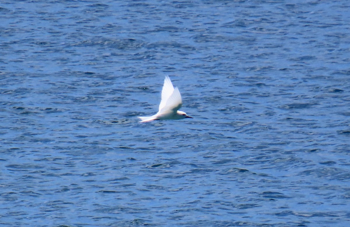 White Tern - ML639750738