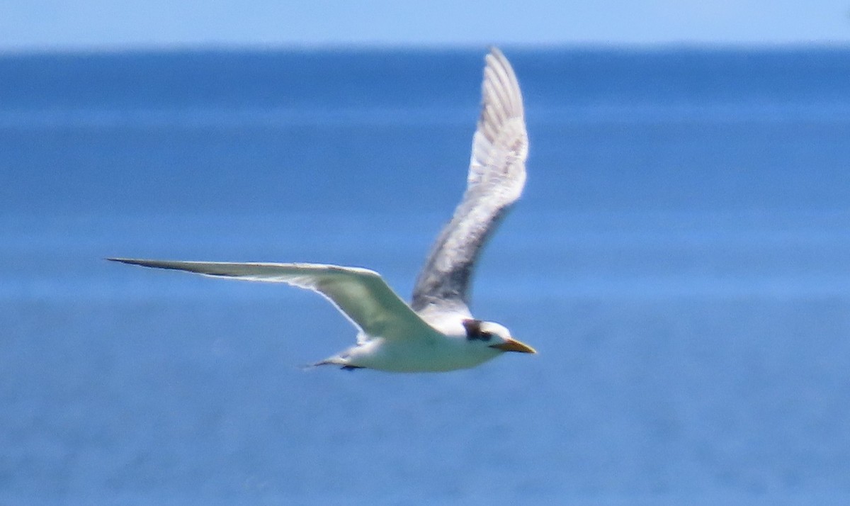 Great Crested Tern - ML639750739