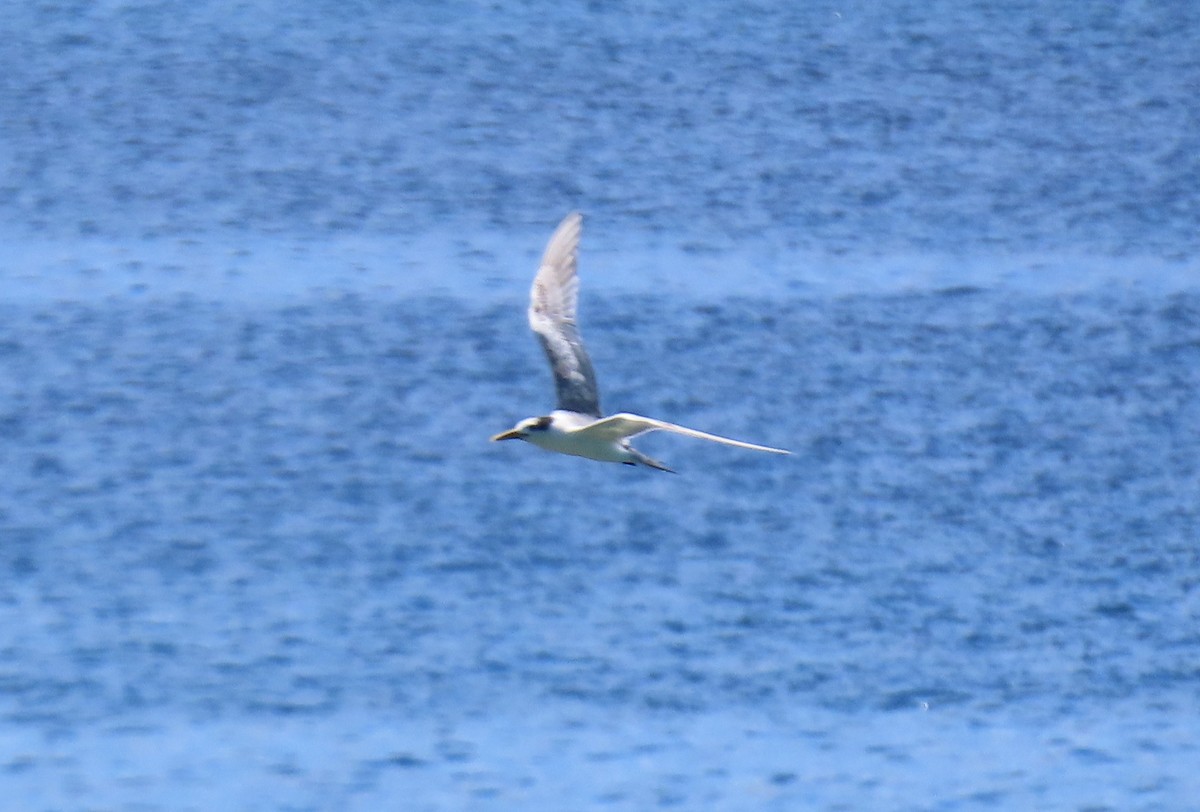 Great Crested Tern - ML639750740