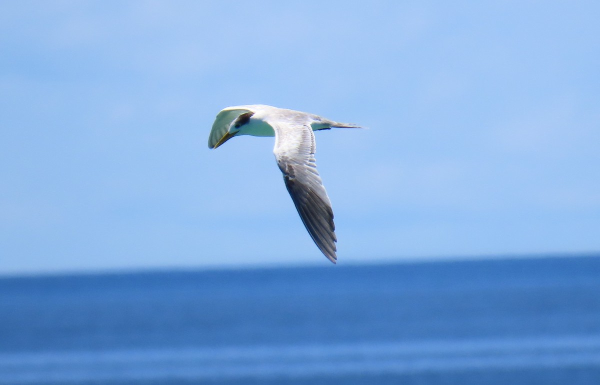 Great Crested Tern - ML639750741