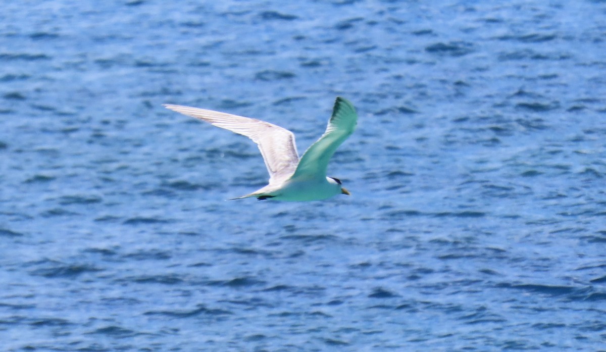 Great Crested Tern - ML639750742
