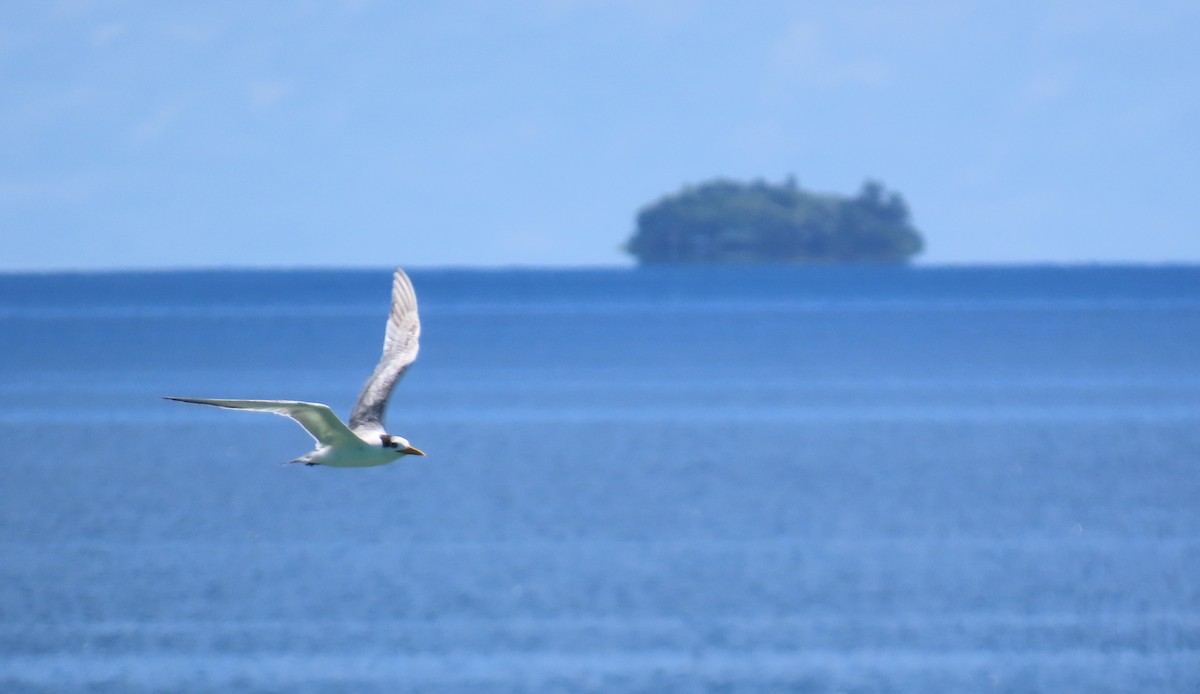 Great Crested Tern - ML639750743