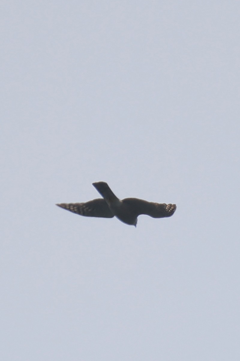 Eurasian Sparrowhawk - ML639750745