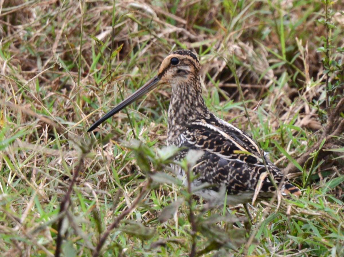 African Snipe - ML639751008