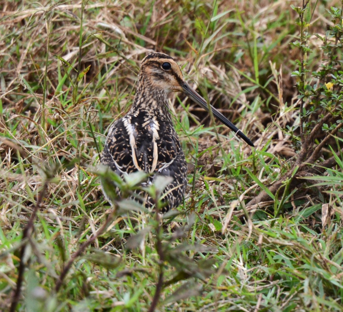 African Snipe - ML639751009