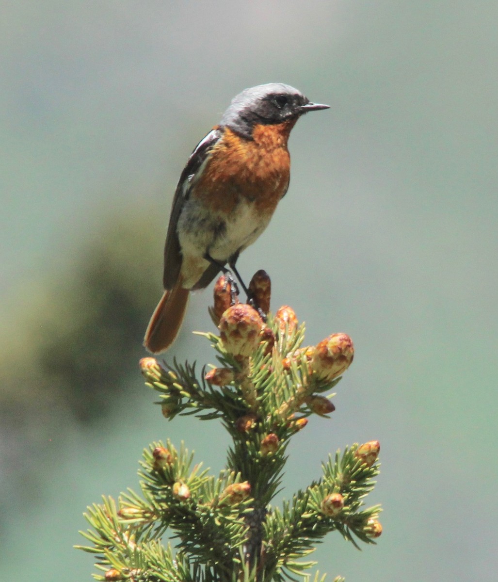 Rufous-backed Redstart - Stuart White
