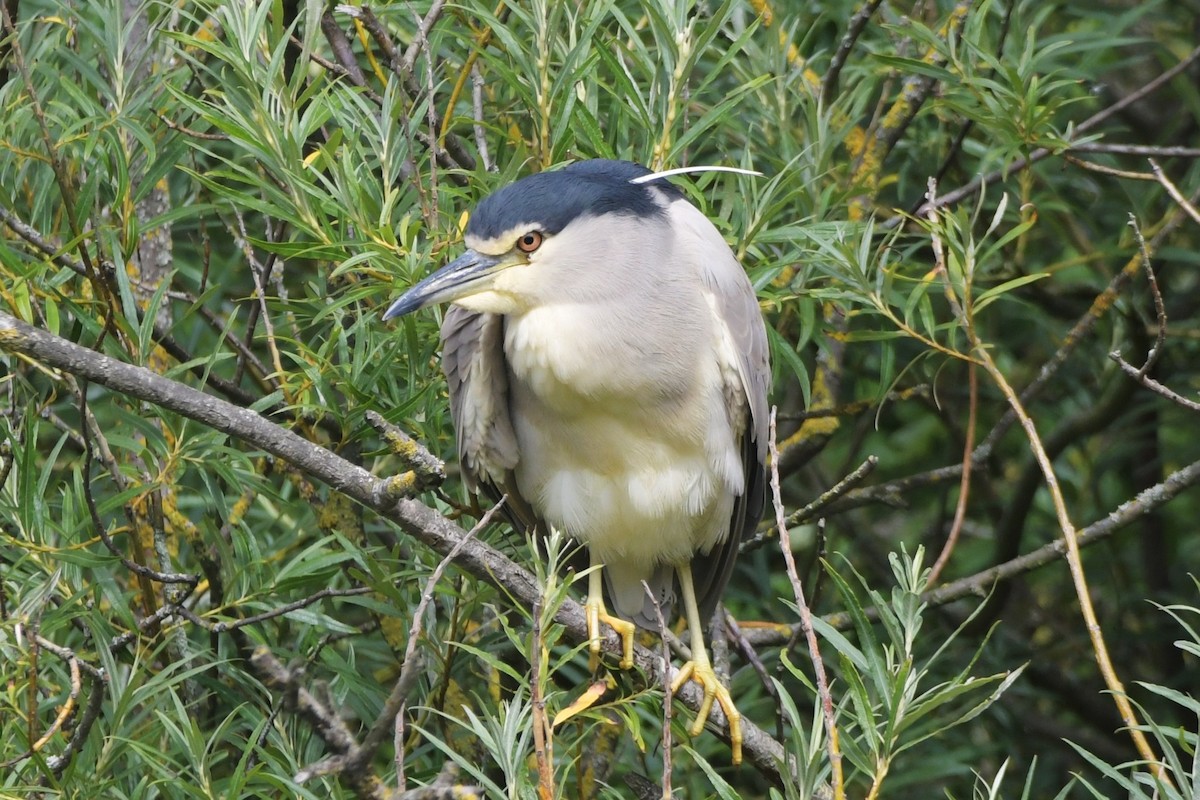 Black-crowned Night Heron - ML639751078