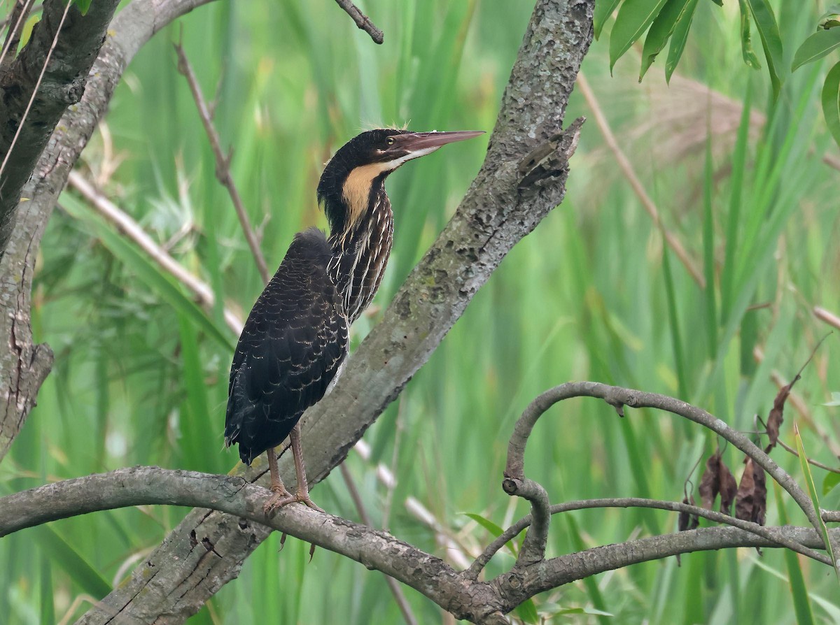 Black Bittern - ML639751100