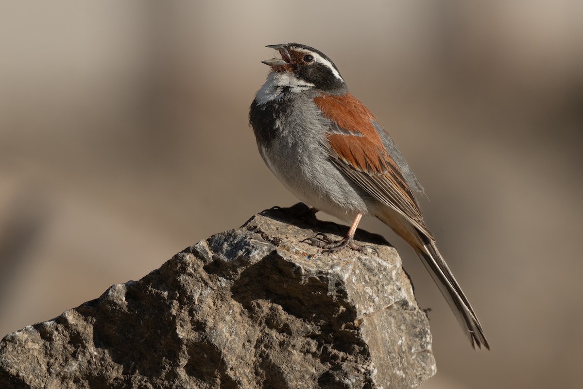 Tibetan Bunting - ML639751145