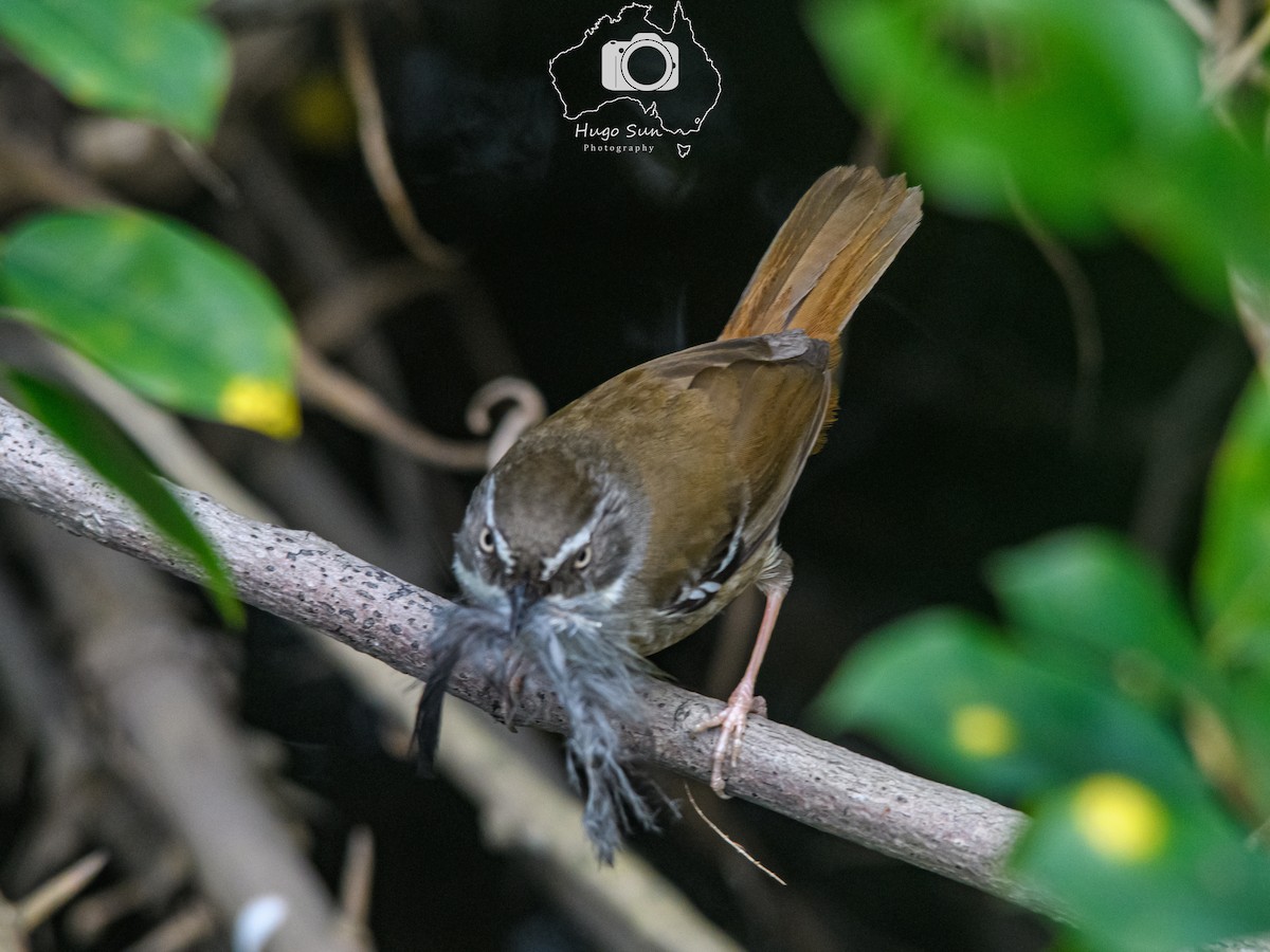 White-browed Scrubwren (Buff-breasted) - ML639751354