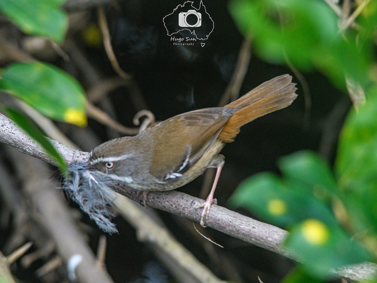 White-browed Scrubwren (Buff-breasted) - ML639751355