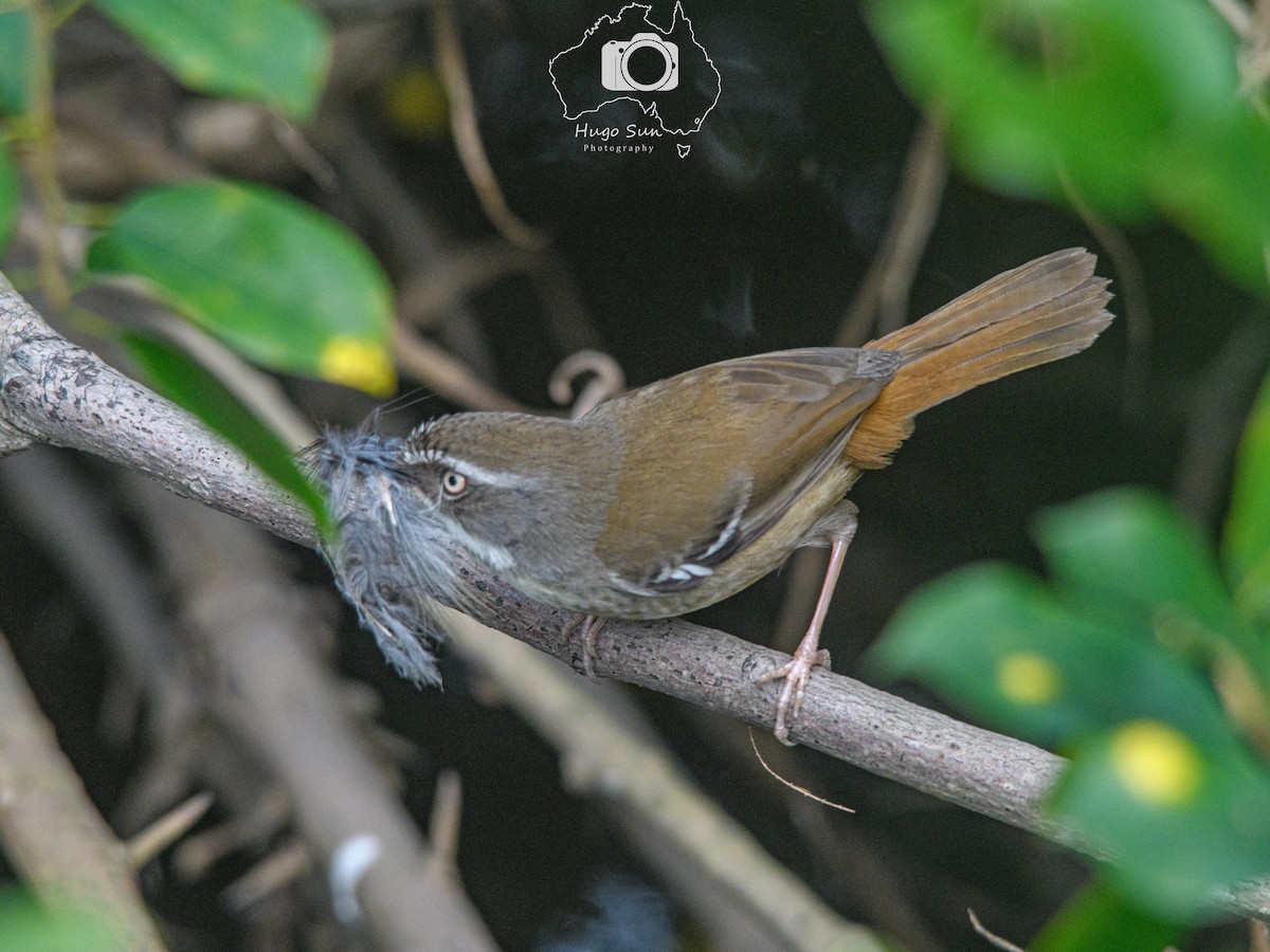 White-browed Scrubwren (Buff-breasted) - ML639751356