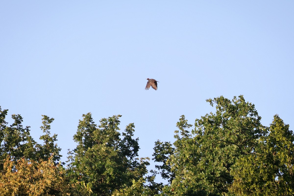 Black Woodpecker - ML639751487