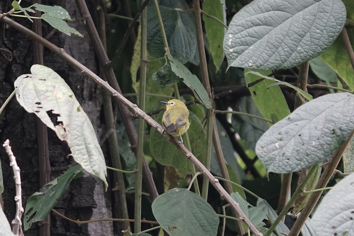 Green White-eye - ML639751549