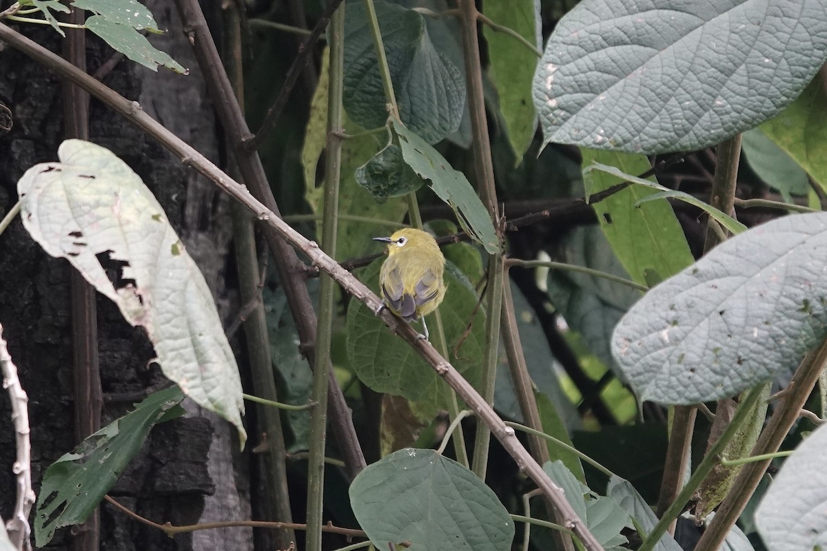 Green White-eye - ML639751550
