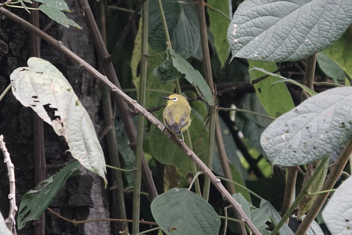 Green White-eye - ML639751551