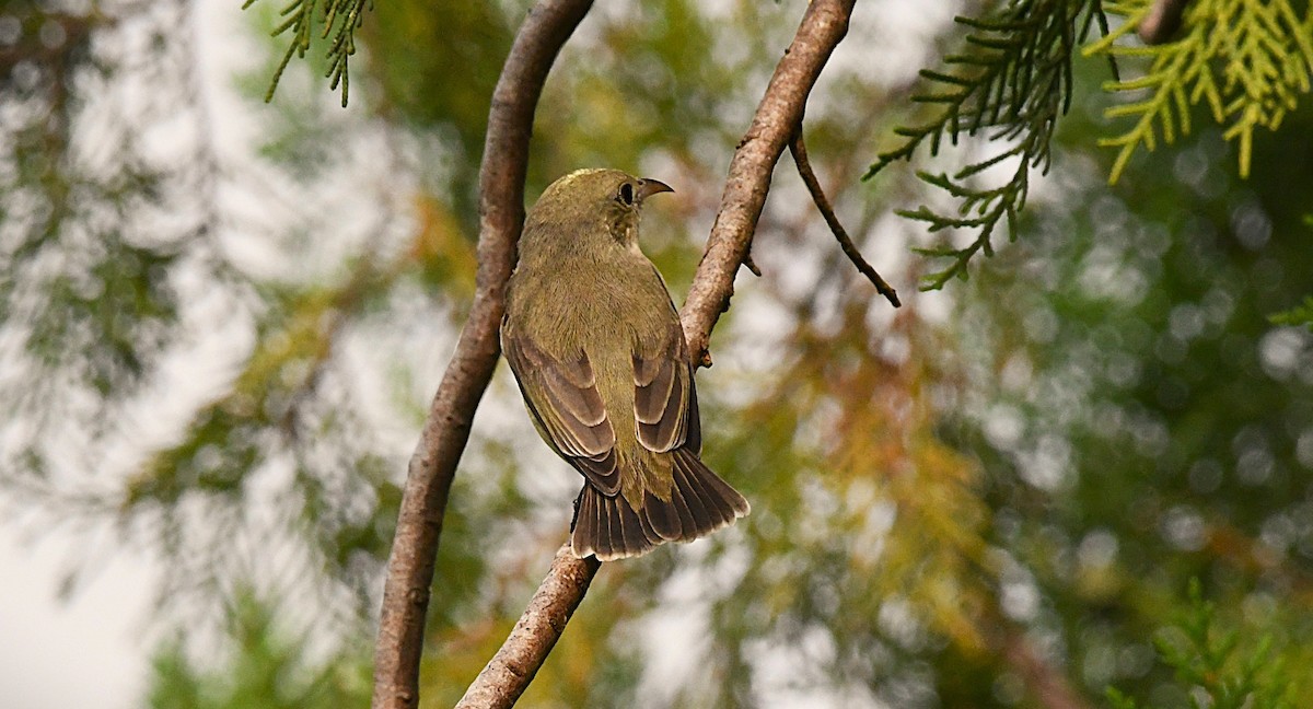 Pale-billed Flowerpecker - ML639751554