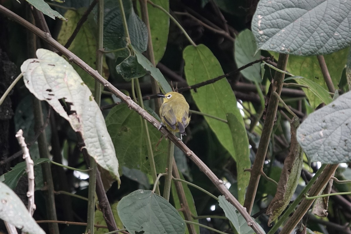 Green White-eye - ML639751556