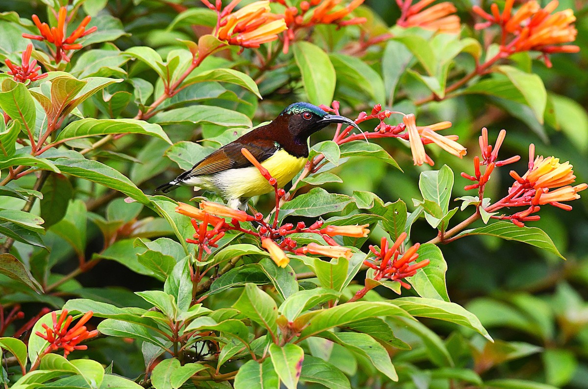Purple-rumped Sunbird - ML639751602
