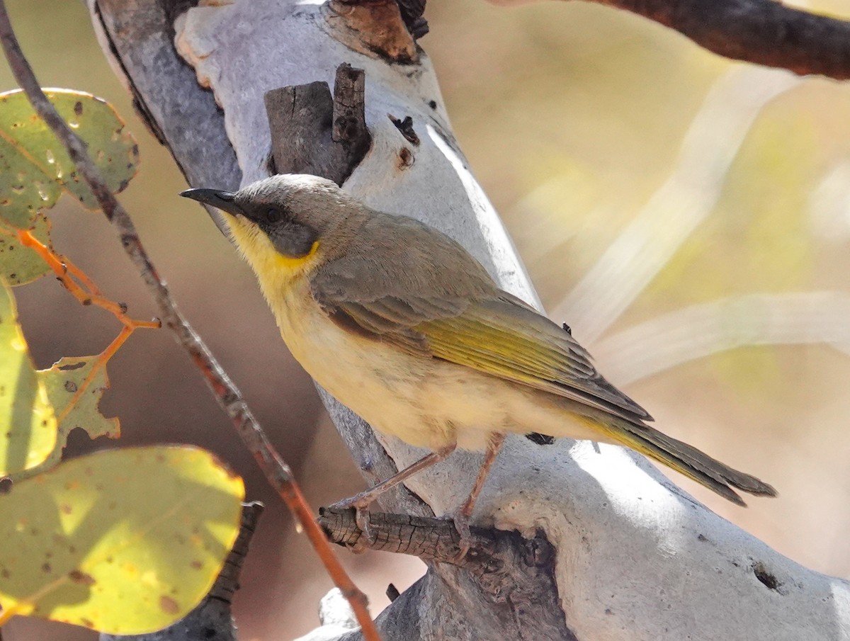 Gray-headed Honeyeater - ML639751622