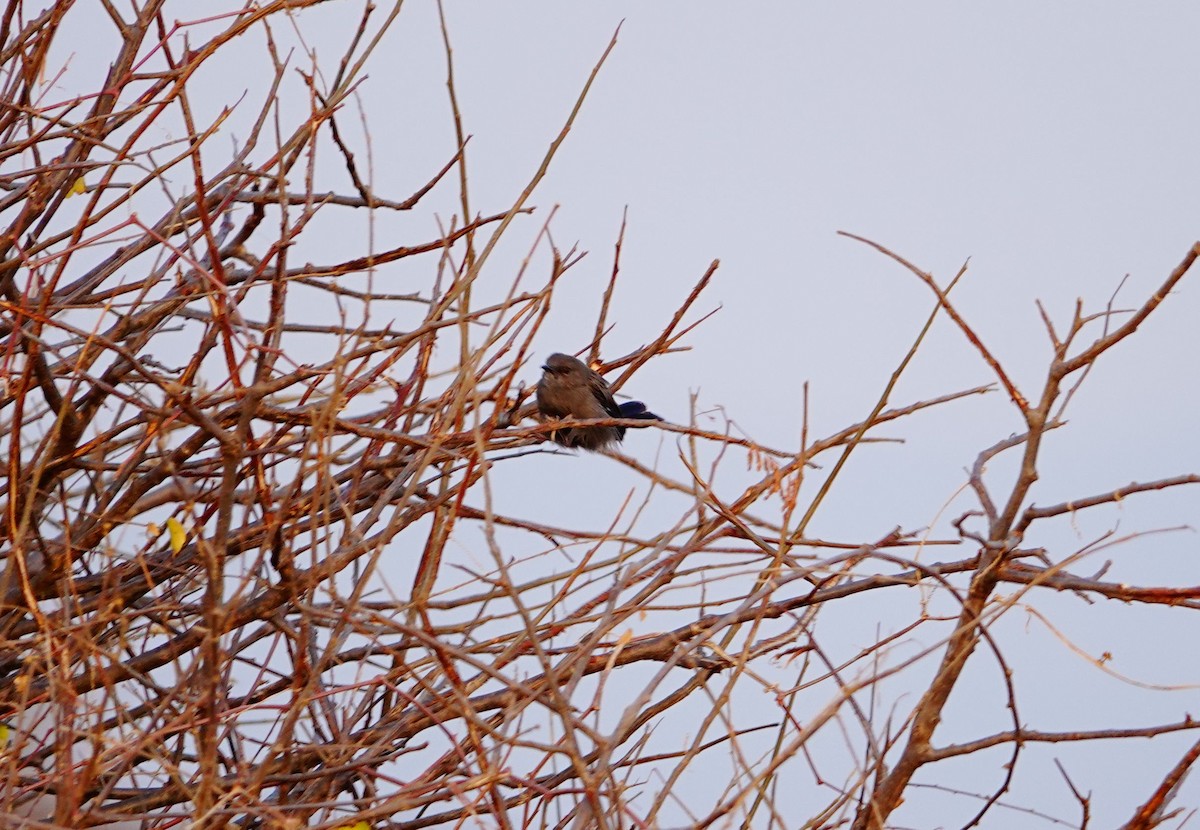 Gray Wren-Warbler - ML639751653