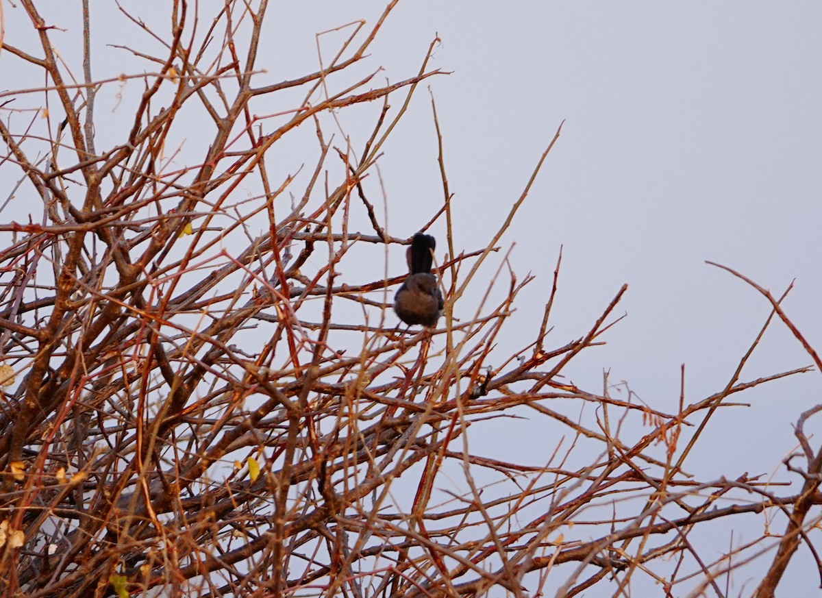 Gray Wren-Warbler - ML639751668