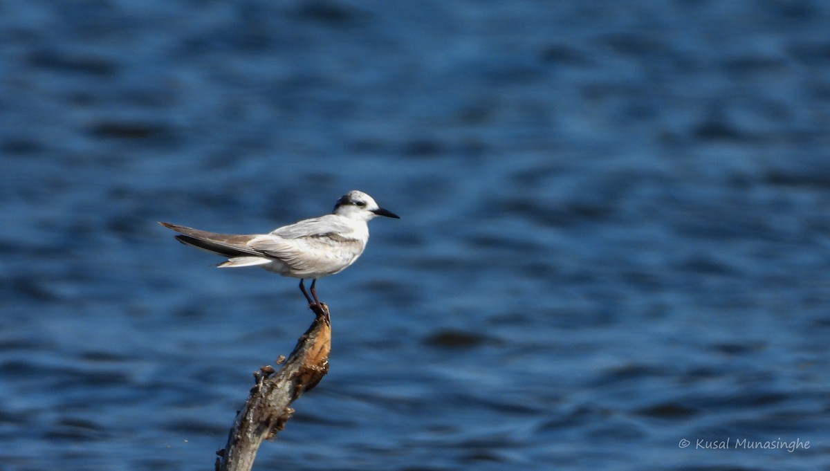 Whiskered Tern - ML639751680